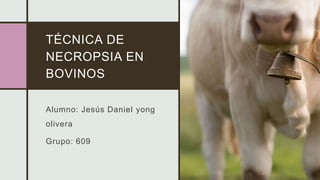 TÉCNICA DE
NECROPSIA EN
BOVINOS
Alumno: Jesús Daniel yong
olivera
Grupo: 609
 