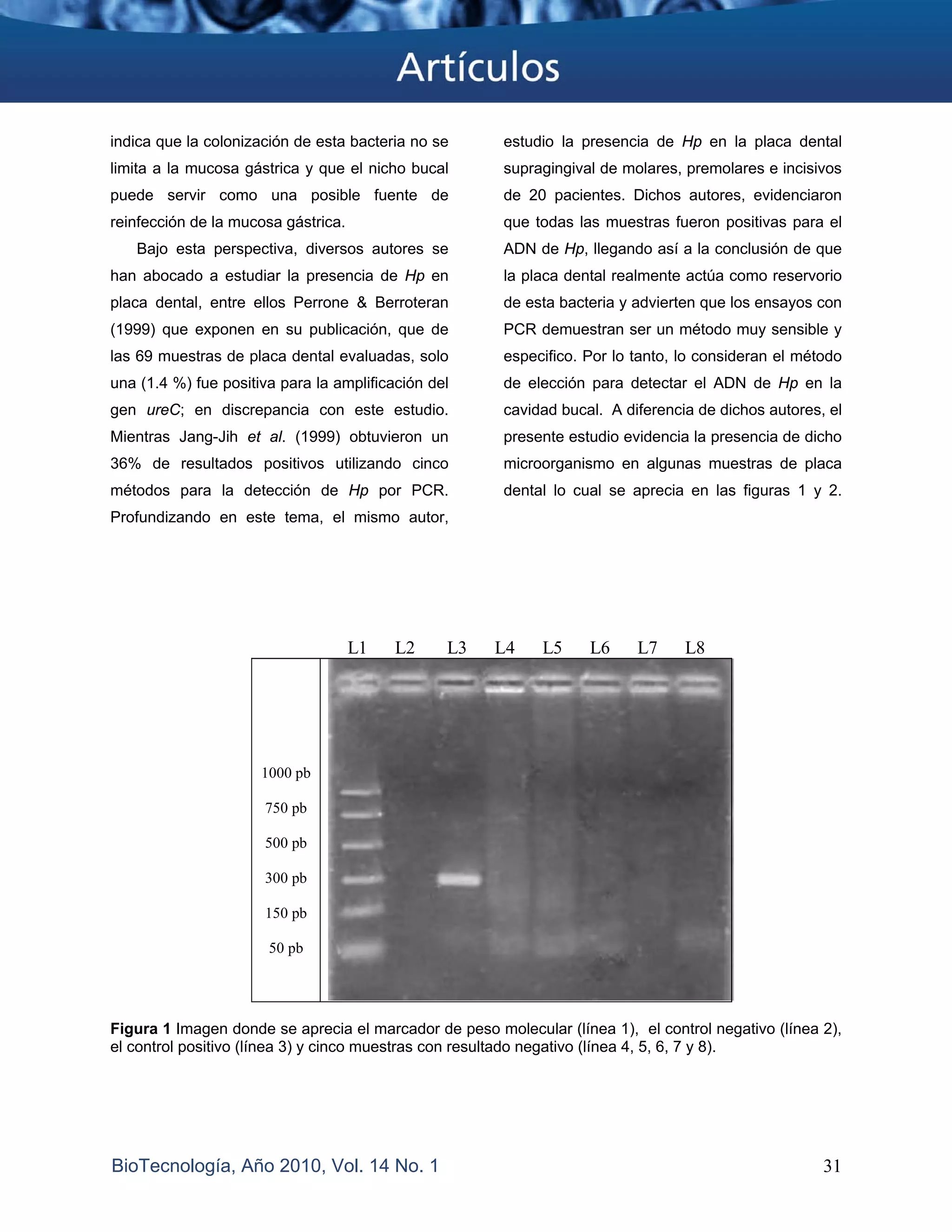 indica que la colonización de esta bacteria no se      estudio la presencia de Hp en la placa dental
limita a la mucosa gástrica y que el nicho bucal       supragingival de molares, premolares e incisivos
puede servir como una posible fuente de                de 20 pacientes. Dichos autores, evidenciaron
reinfección de la mucosa gástrica.                     que todas las muestras fueron positivas para el
   Bajo esta perspectiva, diversos autores se          ADN de Hp, llegando así a la conclusión de que
han abocado a estudiar la presencia de Hp en           la placa dental realmente actúa como reservorio
placa dental, entre ellos Perrone & Berroteran         de esta bacteria y advierten que los ensayos con
(1999) que exponen en su publicación, que de           PCR demuestran ser un método muy sensible y
las 69 muestras de placa dental evaluadas, solo        especifico. Por lo tanto, lo consideran el método
una (1.4 %) fue positiva para la amplificación del     de elección para detectar el ADN de Hp en la
gen ureC; en discrepancia con este estudio.            cavidad bucal. A diferencia de dichos autores, el
Mientras Jang-Jih et al. (1999) obtuvieron un          presente estudio evidencia la presencia de dicho
36% de resultados positivos utilizando cinco           microorganismo en algunas muestras de placa
métodos para la detección de Hp por PCR.               dental lo cual se aprecia en las figuras 1 y 2.
Profundizando en este tema, el mismo autor,




                                     L1   L2     L3   L4     L5     L6    L7     L8




                      1000 pb

                      750 pb

                      500 pb

                      300 pb

                      150 pb

                       50 pb




Figura 1 Imagen donde se aprecia el marcador de peso molecular (línea 1), el control negativo (línea 2),
el control positivo (línea 3) y cinco muestras con resultado negativo (línea 4, 5, 6, 7 y 8).




BioTecnología, Año 2010, Vol. 14 No. 1                                                               31
 