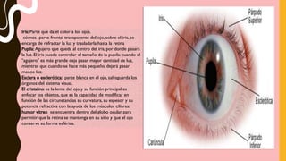 Iris: Parte que da el color a los ojos.
córnea parte frontal transparente del ojo, sobre el iris, se
encarga de refractar la luz y trasladarla hasta la retina
Pupila: Agujero que queda al centro del iris, por donde pasará
la luz. El iris puede controlar el tamaño de la pupila: cuando el
“agujero” es más grande deja pasar mayor cantidad de luz,
mientras que cuando se hace más pequeño, dejará pasar
menos luz.
Esclera o esclerótica: parte blanca en el ojo, salvaguarda los
órganos del sistema visual.
El cristalino es la lente del ojo y su función principal es
enfocar los objetos, que es la capacidad de modificar en
función de las circunstancias su curvatura, su espesor y su
potencia refractiva con la ayuda de los músculos ciliares.
humor vítreo se encuentra dentro del globo ocular para
permitir que la retina se mantenga en su sitio y que el ojo
conserve su forma esférica.
 