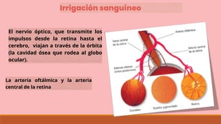 Irrigación sanguíneo
El nervio óptico, que transmite los
impulsos desde la retina hasta el
cerebro, viajan a través de la órbita
(la cavidad ósea que rodea al globo
ocular).
La arteria oftálmica y la arteria
central de la retina
 