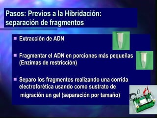 Pasos: Previos a la Hibridación:  separación de fragmentos Extracción de ADN Fragmentar el ADN en porciones más pequeñas (Enzimas de restricción) Separo los fragmentos realizando una corrida electroforética usando como sustrato de  migración un gel (separación por tamaño) 