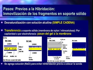 Pasos: Previos a la Hibridación:  Inmovilización de los fragmentos en soporte sólido Desnaturalización con solución alcalina  (SIMPLE CADENA) Transferencia  a soporte sólido (membrana de nylon / nitrocelulosa): Por capilaridad o por electroforesis:  pasan del gel a la membrana   Se agrega solución (NaCl) para evitar rehibridación previa a colocar la sonda 