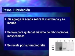 Pasos: Hibridación  Se agrega la sonda sobre la membrana y se incuba Se lava para quitar el máximo de hibridaciones inespecíficas Se revela por autoradiografía 