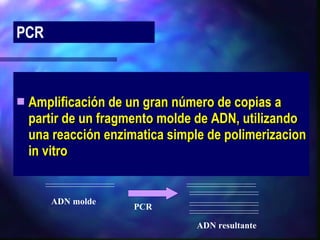 Amplificación de un gran número de copias a partir de un fragmento molde de ADN, utilizando una reacción enzimatica simple de polimerizacion in vitro PCR ADN molde PCR ADN resultante 