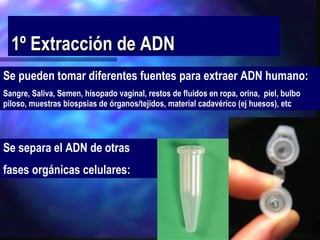 1º Extracción de ADN Se pueden tomar diferentes fuentes para extraer ADN humano:  Sangre, Saliva, Semen, hisopado vaginal, restos de fluidos en ropa, orina,  piel, bulbo piloso, muestras biospsias de órganos/tejidos, material cadavérico (ej huesos), etc Se separa el ADN de otras  fases orgánicas celulares:  