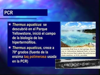 Thermus aquaticus   se descubrió en el Parque Yellowstone, inició el campo de la biología de los hipertermófilos.  Thermus aquaticus , crece a  70º grados (fuente de la  enzima  taq polimerasa  usada en la PCR)   PCR 