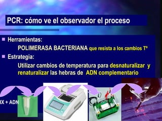 Herramientas: POLIMERASA BACTERIANA   que resista a los cambios Tº Estrategia: Utilizar cambios de temperatura para  desnaturalizar  y  renaturalizar  las hebras de   ADN complementario PCR: cómo ve el observador el proceso MIX + ADN 