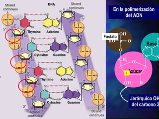 En la polimerización del ADN H P O OH OH HO O O CH 2 NH 2 N N N N Azúcar Base Fosfato 3 ’ 5’ 2’ 1’ 4’ Jerárquico OH del carbono 3 