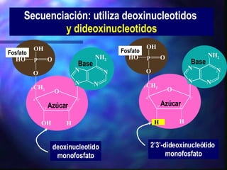 Secuenciación: utiliza deoxinucleotidos  y dideoxinucleotidos H P O OH OH HO O O CH 2 NH 2 N N N N Azúcar Base Fosfato 3’ 5’ 2’ 1’ 4’ H 2’3’-dideoxinucleótido  monofosfato H P O OH OH HO O O CH 2 NH 2 N N N N Azúcar Base Fosfato 3’ 5’ 2’ 1’ 4’ deoxinucleotido monofosfato 