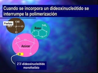 Cuando se incorpora un dideoxinucleótido se interrumpe la polimerización H P O OH OH HO O O CH 2 NH 2 N N N N Azúcar Base Fosfato 3’ 5’ 2’ 1’ 4’ H 2’3’-dideoxinucleótido  monofosfato 