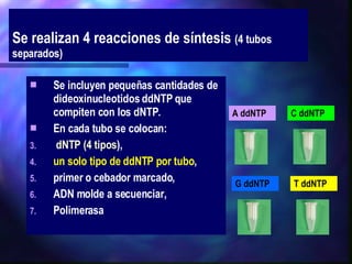Se realizan 4 reacciones de síntesis  (4 tubos separados) Se incluyen pequeñas cantidades de dideoxinucleotidos ddNTP que compiten con los dNTP. En cada tubo se colocan: dNTP (4 tipos ),  un solo tipo de ddNTP por tubo ,  primer o cebador marcado,  ADN molde a secuenciar,  Polimerasa A ddNTP C ddNTP G ddNTP T ddNTP 