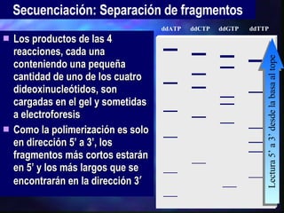 Los productos de las 4 reacciones, cada una conteniendo una pequeña cantidad de uno de los cuatro dideoxinucleótidos, son cargadas en el gel y sometidas a electroforesis Como la polimerización es solo en dirección 5’ a 3’, los fragmentos más cortos estarán en 5’ y los más largos que se encontrarán en la dirección 3 ’ Secuenciación: Separación de fragmentos ddTTP ddCTP ddGTP ddATP Lectura 5’ a 3’ desde la basa al tope 