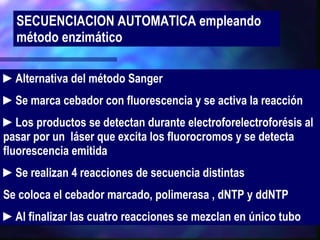 ► Alternativa del método Sanger ► Se marca cebador con fluorescencia y se activa la reacción ► Los productos se detectan durante electroforelectroforésis al pasar por un  láser que excita los fluorocromos y se detecta fluorescencia emitida ► Se realizan 4 reacciones de secuencia distintas Se coloca el cebador marcado, polimerasa , dNTP y ddNTP ► Al finalizar las cuatro reacciones se mezclan en único tubo SECUENCIACION AUTOMATICA empleando método enzimático 
