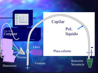 + Big Hairy Computer … . . Placa caliente Pol. líquido A TT G C   A Laser Prisma Detectores - Ventana Reacción Secuencia Capilar 
