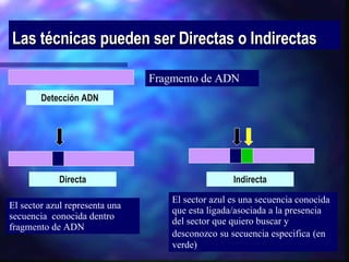 Las técnicas pueden ser Directas o Indirectas Fragmento de ADN El sector azul representa una secuencia  conocida dentro fragmento de ADN El sector azul es una secuencia conocida que esta ligada/asociada a la presencia del sector que quiero buscar y desconozco su secuencia especifica   (en verde) Detección ADN Directa Indirecta 