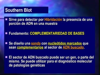 Sirve para detectar por  Hibridación  la presencia de una porción de ADN en una muestra Fundamento:  COMPLEMENTARIEDAD DE BASES Se diseña una  sonda  con  nucleótidos marcados  que sean  complementarios  al sector de  ADN buscado . El sector de ADN buscado puede ser un gen, o parte del mismo. Se puede utilizar para el diagnóstico molecular de patologías genéticas Southern Blot 