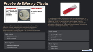 Tecnicas-de-Identificacion-Microbiana[1].pptx