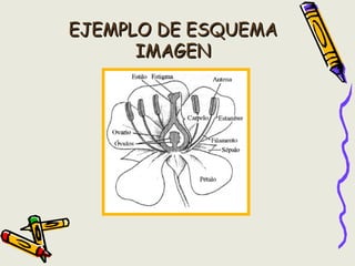 EJEMPLO DE ESQUEMAEJEMPLO DE ESQUEMA
IMAGENIMAGEN
 