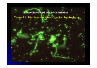 V. TAXONOMÍA DE LOS PROCARIOTAS

Tema 41. Técnicas de identificación bacteriana.
 