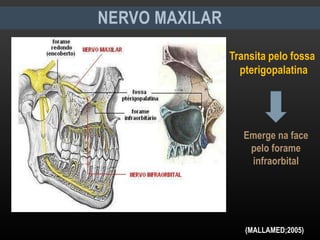 NERVO MAXILAR
Transita pelo fossa
pterigopalatina
Emerge na face
pelo forame
infraorbital
(MALLAMED;2005)
 