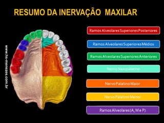 RESUMO DA INERVAÇÃO MAXILAR
www.hs-menezes.com.br
 