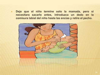    Deje que el niño termine solo la mamada, pero si
    necesitara sacarlo antes, introduzca un dedo en la
    comisura labial del niño hasta las encías y retire el pecho.




                                                                   26
 