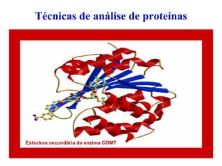 Técnicas de análise de proteínas
Estrutura secundária da enzima COMT
 