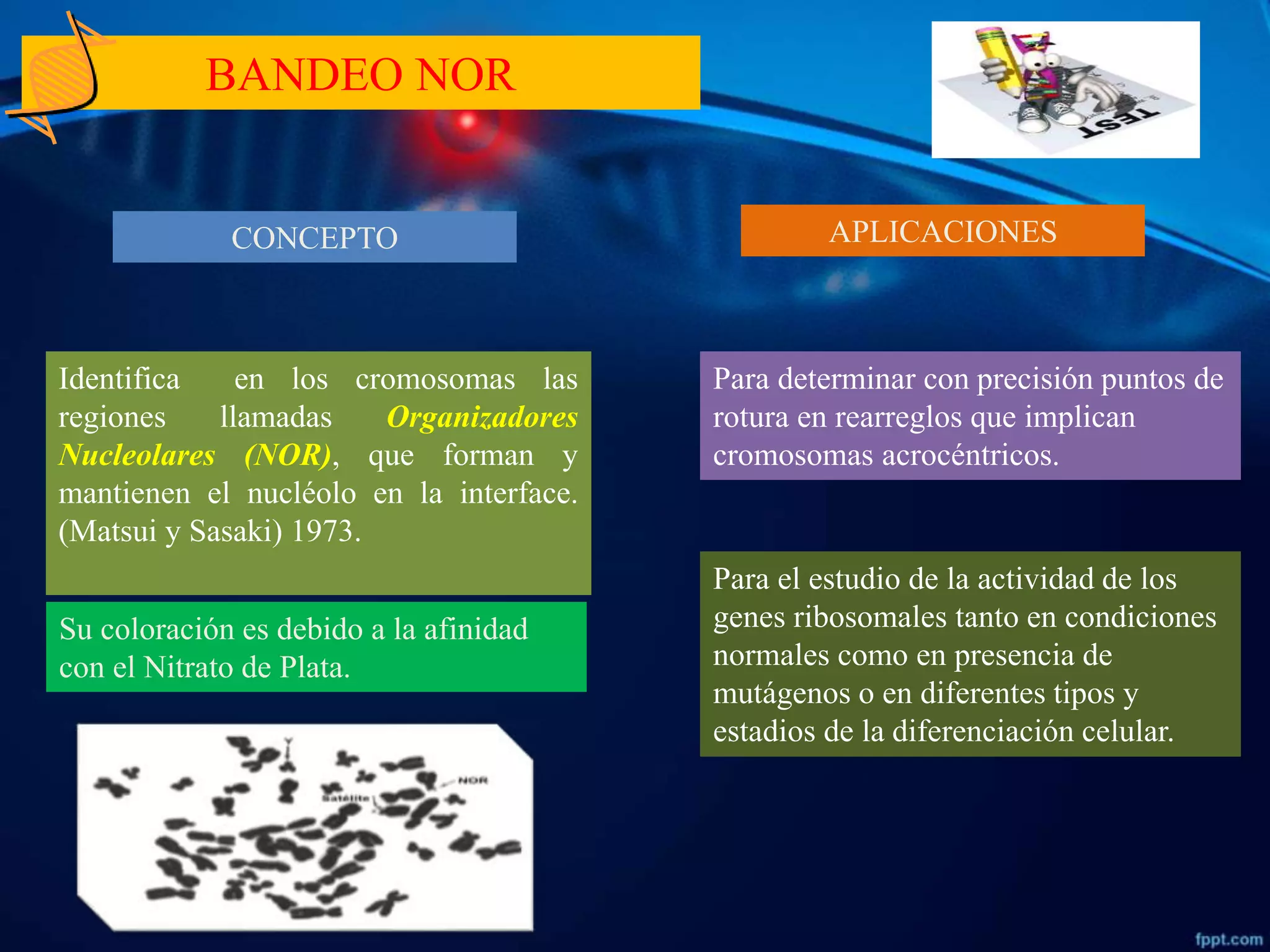 Tecnicas de Bandeo Cromosomico | PPTX