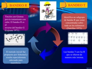 Tecnicas de Bandeo Cromosomico | PPTX