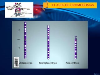 Tecnicas de Bandeo Cromosomico