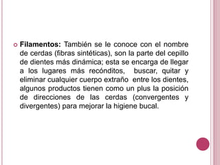  Filamentos: También se le conoce con el nombre 
de cerdas (fibras sintéticas), son la parte del cepillo 
de dientes más dinámica; esta se encarga de llegar 
a los lugares más recónditos, buscar, quitar y 
eliminar cualquier cuerpo extraño entre los dientes, 
algunos productos tienen como un plus la posición 
de direcciones de las cerdas (convergentes y 
divergentes) para mejorar la higiene bucal. 
 
