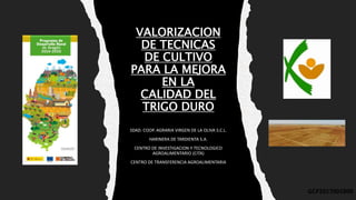 VALORIZACION
DE TECNICAS
DE CULTIVO
PARA LA MEJORA
EN LA
CALIDAD DEL
TRIGO DURO
SDAD. COOP. AGRARIA VIRGEN DE LA OLIVA S.C.L.
HARINERA DE TARDIENTA S.A.
CENTRO DE INVESTIGACION Y TECNOLOGICO
AGROALIMENTARIO (CITA)
CENTRO DE TRANSFERENCIA AGROALIMENTARIA
GCP2017001800
 