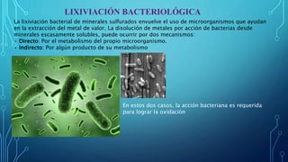 LIXIVIACIÓN BACTERIOLÓGICA
La lixiviación bacterial de minerales sulfurados envuelve el uso de microorganismos que ayudan
en la extracción del metal de valor. La disolución de metales por acción de bacterias desde
minerales escasamente solubles, puede ocurrir por dos mecanismos:
• Directo: Por el metabolismo del propio microorganismo.
• Indirecto: Por algún producto de su metabolismo
En estos dos casos, la acción bacteriana es requerida
para lograr la oxidación
 