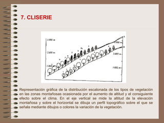 7. CLISERIE Representación gráfica de la distribución escalonada de los tipos de vegetación en las zonas montañosas ocasionada por el aumento de altitud y el consiguiente efecto sobre el clima. En el eje vertical se mide la altitud de la elevación montañosa y sobre el horizontal se dibuja un perfil topográfico sobre el que se señala mediante dibujos o colores la variación de la vegetación. 