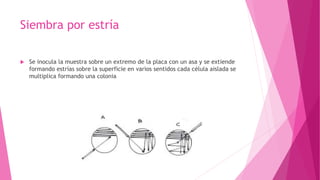 Siembra por estría
 Se inocula la muestra sobre un extremo de la placa con un asa y se extiende
formando estrías sobre la superficie en varios sentidos cada célula aislada se
multiplica formando una colonia
 