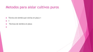 Metodos para aislar cultivos puros
 Técnica de siembra por estrías en placa

 Técnicas de siembra en placa

 