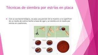Técnicas de siembra por estrías en placa
 Con un asa bacteriológica, se pasa una porción de la muestra a la superficie
de un medio de cultivo hecho a base de agar y se siembra en el medio por
estrías en cuadrantes.
 