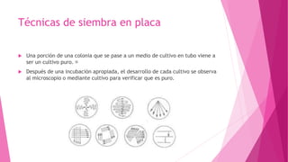 Técnicas de siembra en placa
 Una porción de una colonia que se pase a un medio de cultivo en tubo viene a
ser un cultivo puro.
 Después de una incubación apropiada, el desarrollo de cada cultivo se observa
al microscopio o mediante cultivo para verificar que es puro.
 