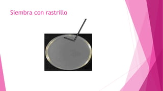 Siembra con rastrillo
 