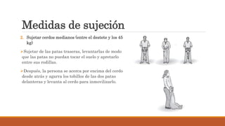 Medidas de sujeción
2. Sujetar cerdos medianos (entre el destete y los 45
kg)
Sujetar de las patas traseras, levantarlas de modo
que las patas no puedan tocar el suelo y apretarlo
entre sus rodillas.
Después, la persona se acerca por encima del cerdo
desde atrás y agarra los tobillos de las dos patas
delanteras y levanta al cerdo para inmovilizarlo.
 