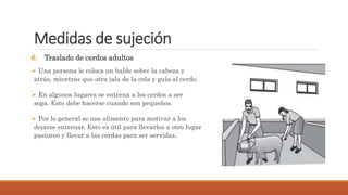 Medidas de sujeción
6. Traslado de cerdos adultos
 Una persona le coloca un balde sobre la cabeza y
atrás, mientras que otra jala de la cola y guía al cerdo.
 En algunos lugares se entrena a los cerdos a ser
soga. Esto debe hacerse cuando son pequeños.
 Por lo general se usa alimento para motivar a los
dejarse entrenar. Esto es útil para llevarlos a otro lugar
pastoreo y llevar a las cerdas para ser servidas.
 