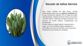 Secado de tallos tiernos
Para secar hierbas de tallo tierno, resulta
fundamental contar con un espacio ventilado por
el que circule aire caliente. En un lugar de estas
características, hierbas como la salvia o el romero
–de tallo tierno– liberarán el agua sobrante y se
secarán de forma natural, manteniendo sus
propiedades.
Puedes optar por algún balcón o terraza de tu
hogar, así como también alguna despensa o
buhardilla en la que corra el aire, por lo que será
interesante que cuente con ventanas.
 