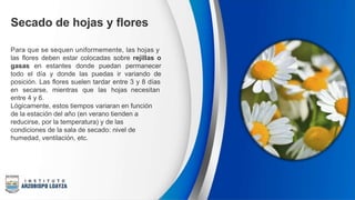 Secado de hojas y flores
Para que se sequen uniformemente, las hojas y
las flores deben estar colocadas sobre rejillas o
gasas en estantes donde puedan permanecer
todo el día y donde las puedas ir variando de
posición. Las flores suelen tardar entre 3 y 8 días
en secarse, mientras que las hojas necesitan
entre 4 y 6.
Lógicamente, estos tiempos variaran en función
de la estación del año (en verano tienden a
reducirse, por la temperatura) y de las
condiciones de la sala de secado: nivel de
humedad, ventilación, etc.
 
