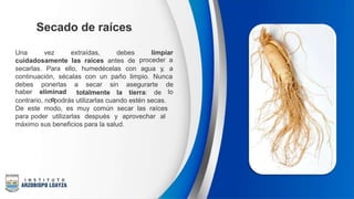 Secado de raíces
Una vez extraídas, debes limpiar
proceder a
cuidadosamente las raíces antes de
secarlas. Para ello, humedécelas con agua y, a
continuación, sécalas con un paño limpio. Nunca
debes
haber
ponerlas
eliminad
o
a secar sin asegurarte de
lo
totalmente la tierra: de
contrario, no podrás utilizarlas cuando estén secas.
De este modo, es muy común secar las raíces
para poder utilizarlas después y aprovechar al
máximo sus beneficios para la salud.
 