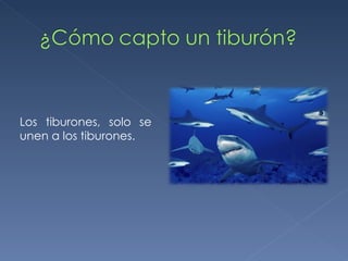 Los tiburones, solo se unen a los tiburones. 