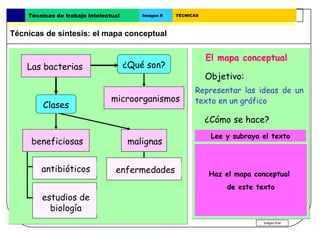 Técnicas de trabajo intelectual      Imagen 8   TÉCNICAS



Técnicas de síntesis: el mapa conceptual


  Las bacterias                                                El mapa conceptual
    Las bacterias                  ¿Qué son?
  Estos microorganismos son sobre todo                         Objetivo:
  conocidos por las enfermedades que causan:              Representar las ideas de un
  tuberculosis, cólera, etcétera.microorganismos          texto en un gráfico
         Clases
  Sin embargo, también hay bacterias benignas
                                                               ¿Cómo se hace?
  que se utilizan para fabricar antibióticos y otras,
  como la E. coli, cuyo estudio y aplicación ha sido           Lee y subraya elel texto
                                                                 Lee y subraya texto.
      beneficiosas                   malignas
  muy útil para el desarrollo de la rama de la              Se parte de una idea o
  biología conocida como biología molecular.              tema principal que se escribe
         antibióticos             enfermedades            en un cuadro. conceptual
                                                              Haz el mapa
                                                                  de este texto
                                                            Las ideas secundarias se
         estudios de                                      unen a la idea principal
           biología                                       mediante flechas.
                                                                               Imagen final
 