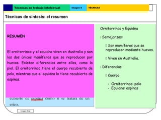 Técnicas de trabajo intelectual     Imagen 9   TÉCNICAS



Técnicas de síntesis: el resumen

                                                                     El resumen
                                                               Ornitorrinco y Equidna
  Animales extraños
 RESUMEN
  El ornitorrinco y el equidna son los dos únicos              
                                                                   Objetivo:
                                                                   Semejanzas:
                                                          Expresar de forma reducida
   mamíferos del mundo que ponen huevos para                   Son mamíferos que se
                                                          el contenido de un texto
   tener a sus crías. Todos los demás mamíferos                      reproducen mediante huevos.
 El ornitorrinco y el equidna viven en Australia y son
 los dos del cuerpo de la madre después de un
   nacen únicos mamíferos que se reproducen por
                                                                   ¿Cómo se Australia.
                                                                     Viven en hace?
 huevos. Existen diferencias entre gestación. El la
   período más o menos largo de ellos, como
                                                                Lee y y subraya el texto
                                                                   Lee subraya el texto.
                                                                 Diferencias
 piel. El ornitorrinco tiene el cuerpo Australia. El
   ornitorrinco y el equidna viven en recubierto de
 pelo, mientras que el cerca delo los ríos, tiene el
   ornitorrinco vive equidna tiene recubierto de                   Haz un esquema del texto
                                                                    Haz el esquema del texto.
                                                                      Cuerpo
 espinas. y la piel parecidos a los de la nutria, sus
   cuerpo                                                   Hilvana los apartados del
                                                               - Ornitorrinco: pelo
   pies son palmeados y su boca en forma de pico          esquema       mediante
                                                               - Equidna: espinas
                                                                                    la
                                                                Escribe el resumen
                                                          redacción.
   recuerda a la de un pato. El equidna está
   cubierto de espinas como si se tratara de un
   erizo.
         Imagen final
 