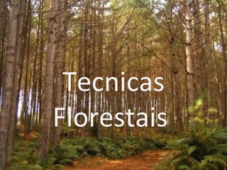 Tecnicas Florestais  