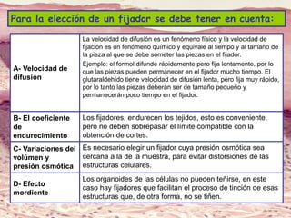 Lic. SUSI DAVOLIO- Cátedra
Histología- FM
Para la elección de un fijador se debe tener en cuenta:
A- Velocidad de
difusión
La velocidad de difusión es un fenómeno físico y la velocidad de
fijación es un fenómeno químico y equivale al tiempo y al tamaño de
la pieza al que se debe someter las piezas en el fijador.
Ejemplo: el formol difunde rápidamente pero fija lentamente, por lo
que las piezas pueden permanecer en el fijador mucho tiempo. El
glutaraldehído tiene velocidad de difusión lenta, pero fija muy rápido,
por lo tanto las piezas deberán ser de tamaño pequeño y
permanecerán poco tiempo en el fijador.
B- El coeficiente
de
endurecimiento
Los fijadores, endurecen los tejidos, esto es conveniente,
pero no deben sobrepasar el límite compatible con la
obtención de cortes.
C- Variaciones del
volúmen y
presión osmótica
Es necesario elegir un fijador cuya presión osmótica sea
cercana a la de la muestra, para evitar distorsiones de las
estructuras celulares.
D- Efecto
mordiente
Los organoides de las células no pueden teñirse, en este
caso hay fijadores que facilitan el proceso de tinción de esas
estructuras que, de otra forma, no se tiñen.
 