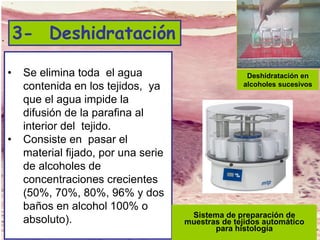 Lic. SUSI DAVOLIO- Cátedra
Histología- FM
3- Deshidratación
• Se elimina toda el agua
contenida en los tejidos, ya
que el agua impide la
difusión de la parafina al
interior del tejido.
• Consiste en pasar el
material fijado, por una serie
de alcoholes de
concentraciones crecientes
(50%, 70%, 80%, 96% y dos
baños en alcohol 100% o
absoluto).
Deshidratación en
alcoholes sucesivos
Sistema de preparación de
muestras de tejidos automático
para histología
 